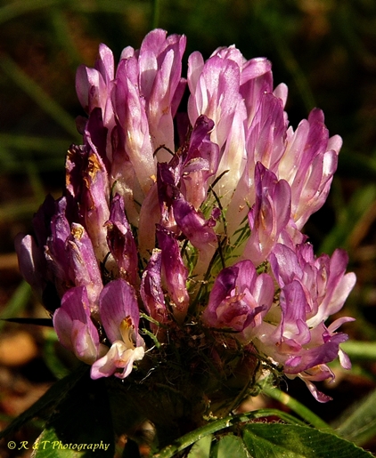 {Trifolium pratense}